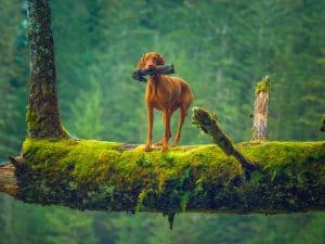 best dog for hiking and hunting