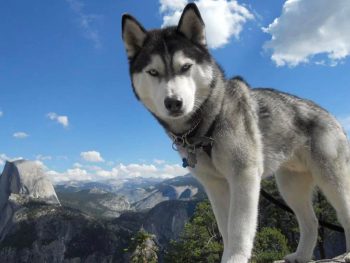 best dogs for hiking - Husky