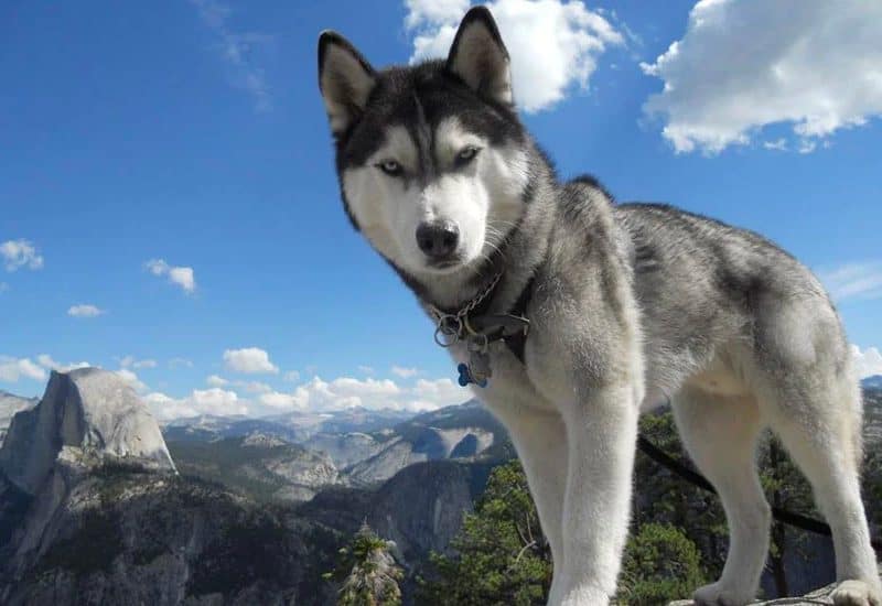 best dogs for hiking - Husky