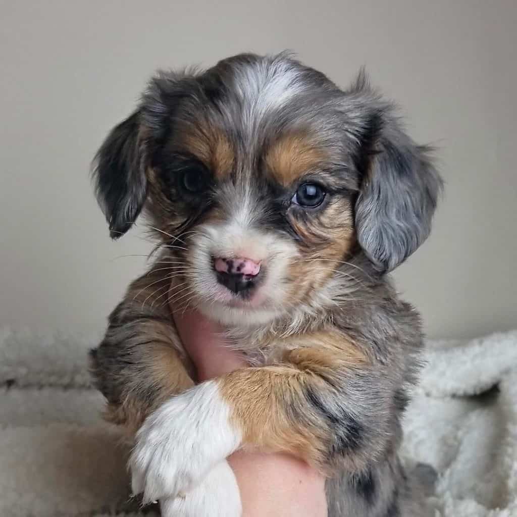 Australian Shepherd King Charles Cavalier Mix
