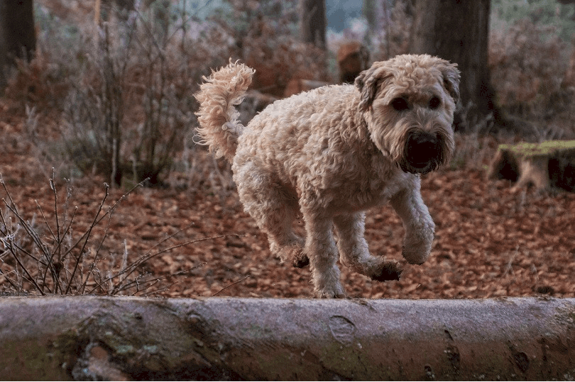 Aussie Wheaten