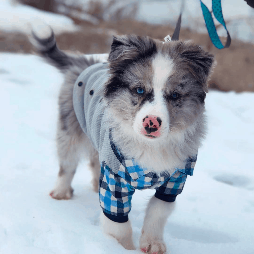australian shepherd american eskimo mix