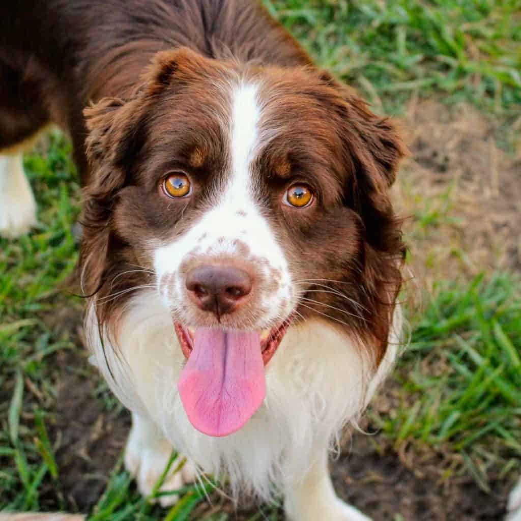 Australian Shepherd Border Collie Mix