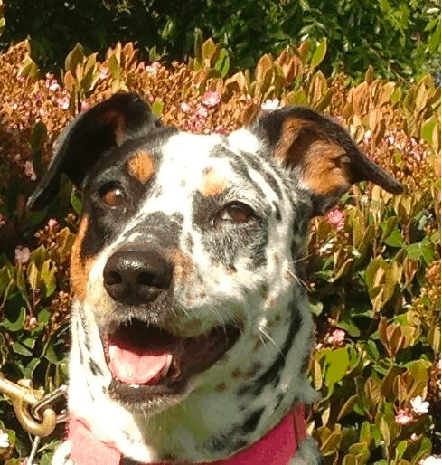 Australian Shepherd Dalmatian Mix