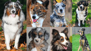 Australian Shepherd Mixes