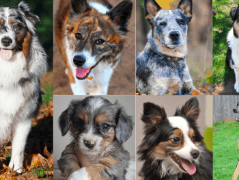 Australian Shepherd Mixes