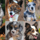 Australian Shepherd Mixes