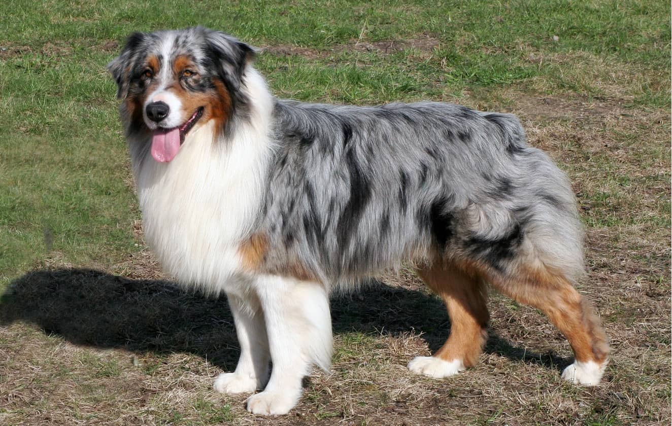 australian shepherd