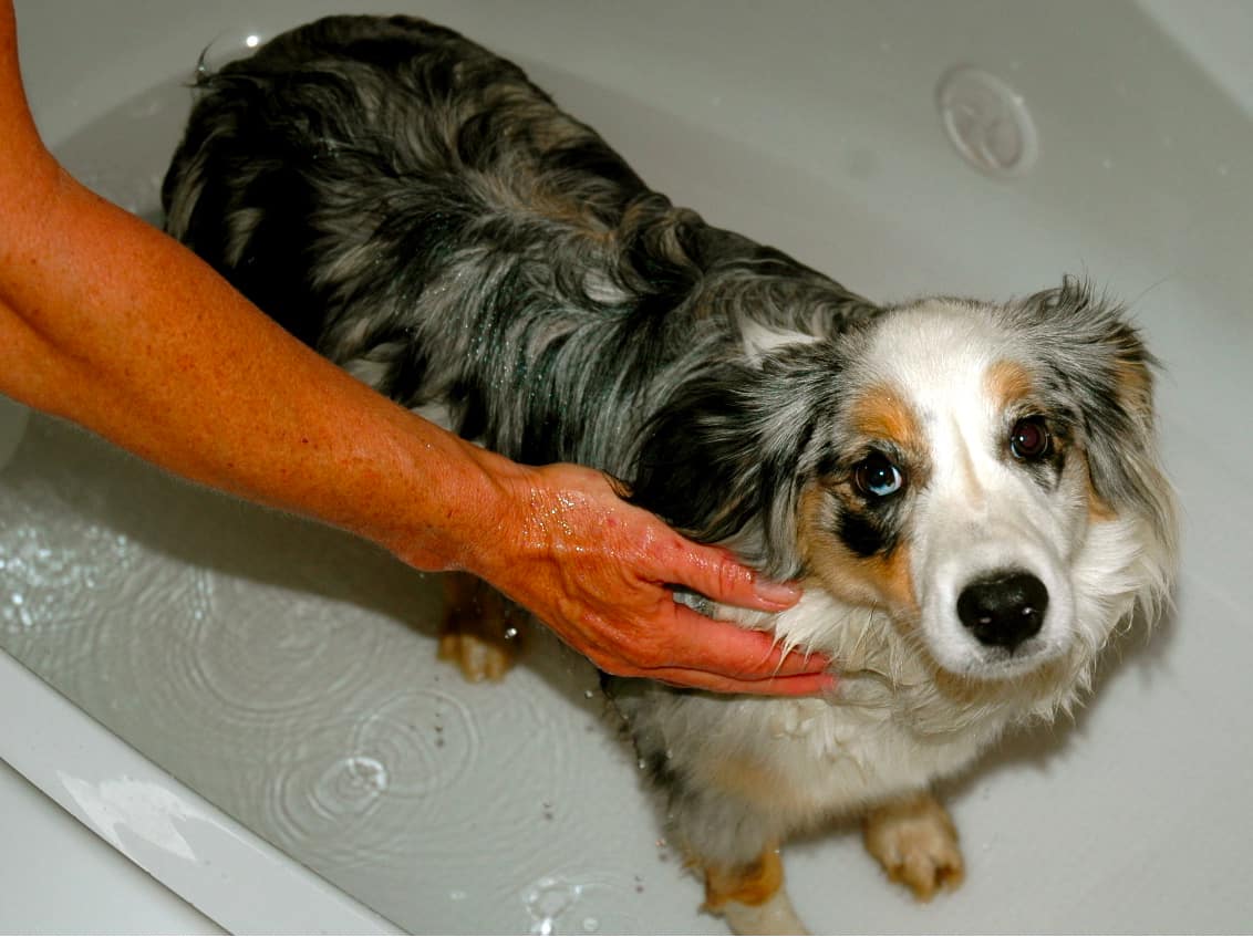 Australian shepherd dachshund mix