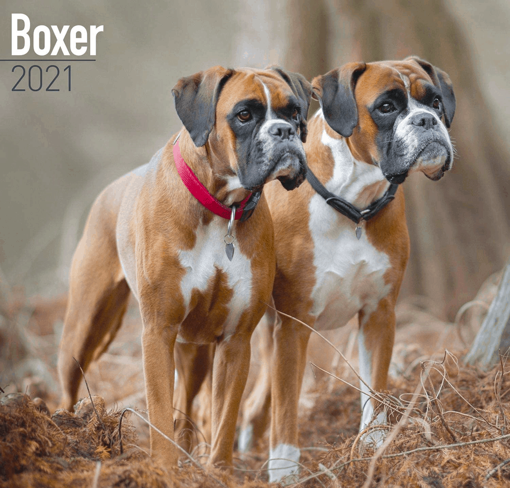 Boxer dog breed