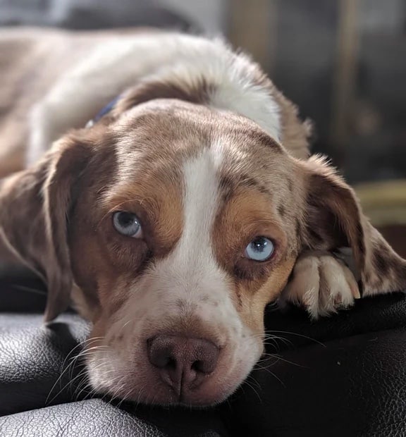 australian shepherd beagle mix