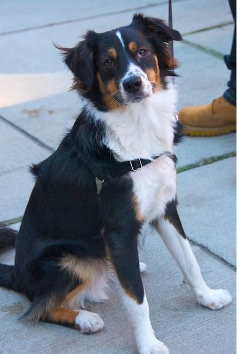 australian shepherd bernese mountain dog mix