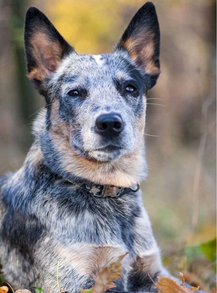 australian shepherd blue heeler mix