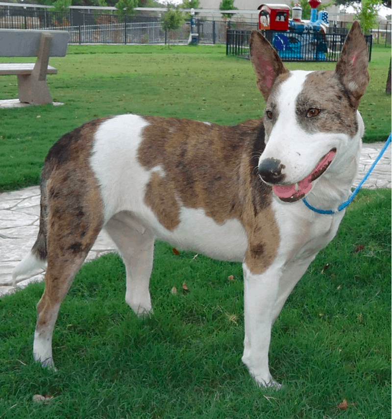 australian shepherd bull terrier mix