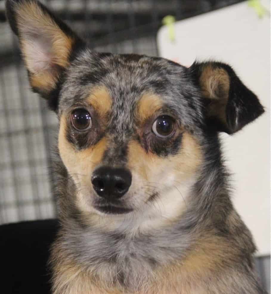 australian shepherd chihuahua mix