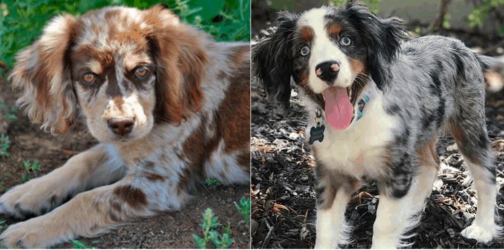 australian shepherd cocker spaniel mix