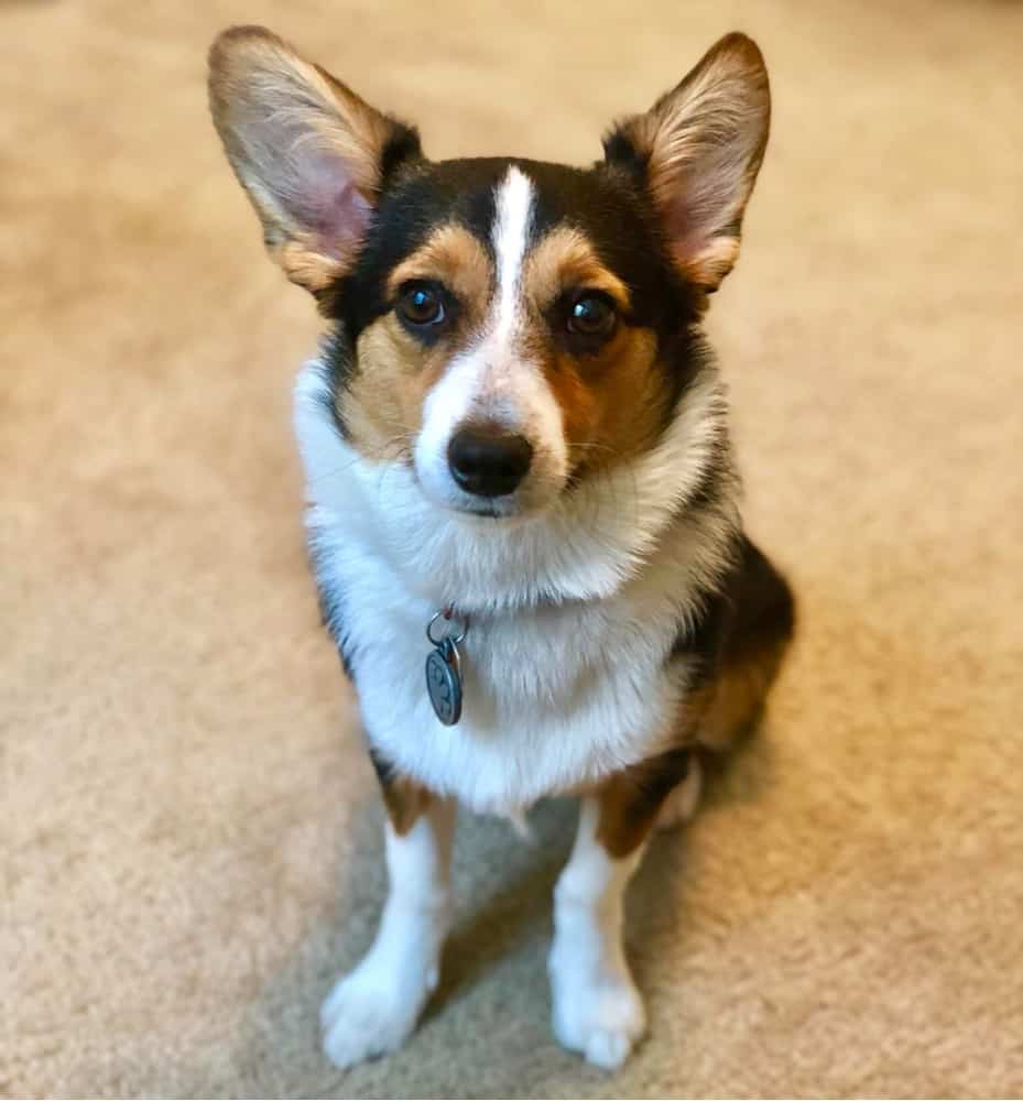 24 Of the Cutest Corgi Mixes You Have Ever Seen PetVR