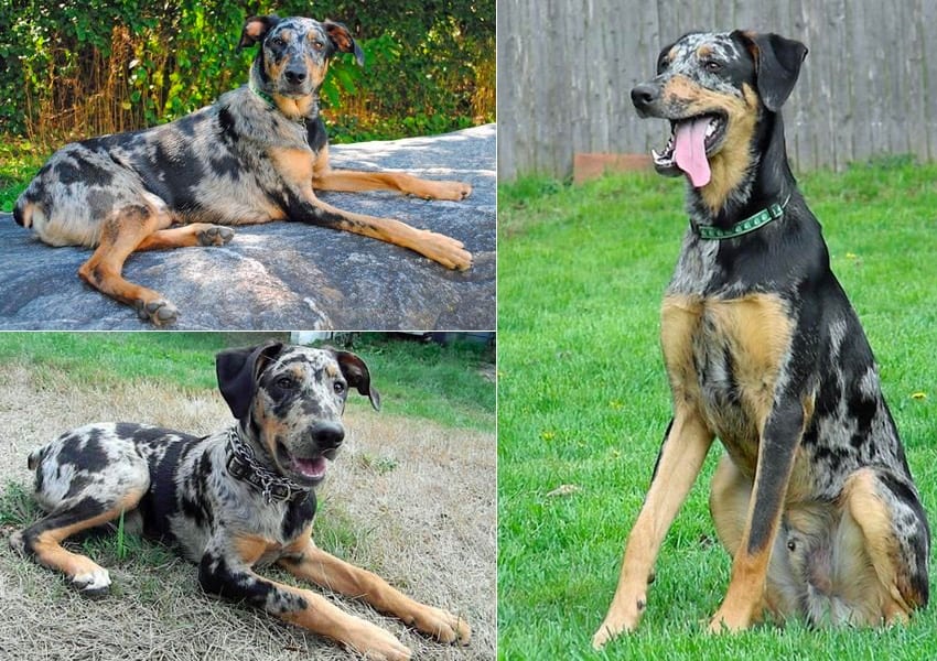 Top 35 Australian Shepherd Mixes Hard Working Canine Companions