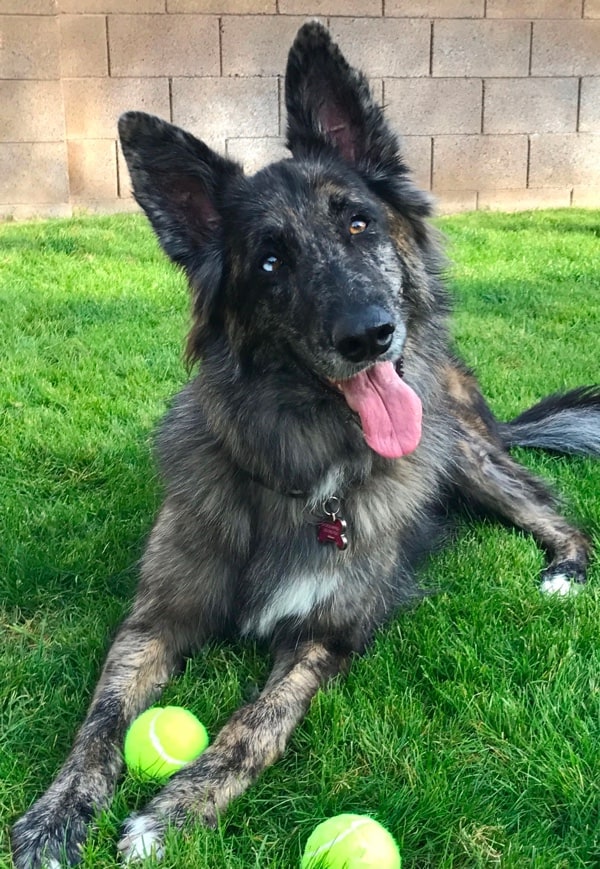 Top 35 Australian Shepherd Mixes Hard Working Canine Companions