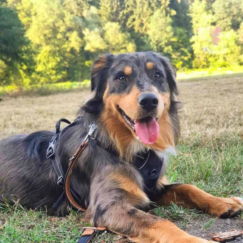 australian shepherd golden retriever mix