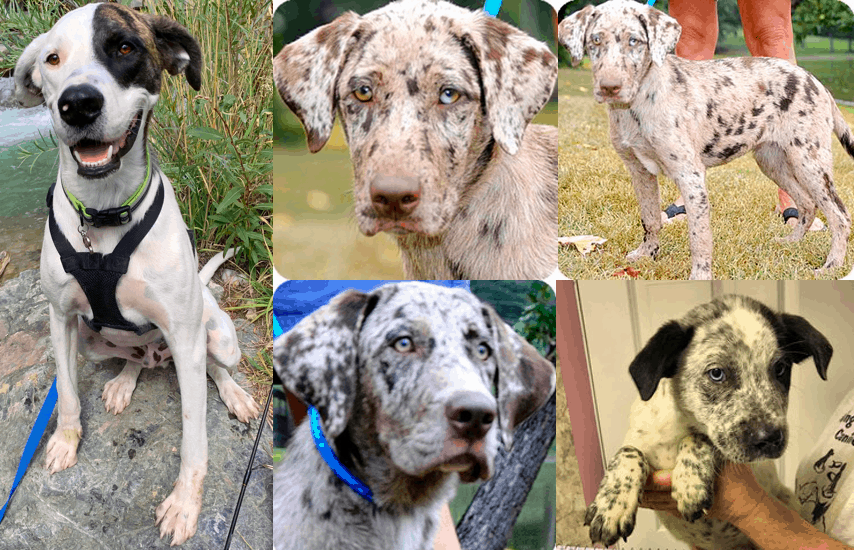 australian shepherd great dane mix