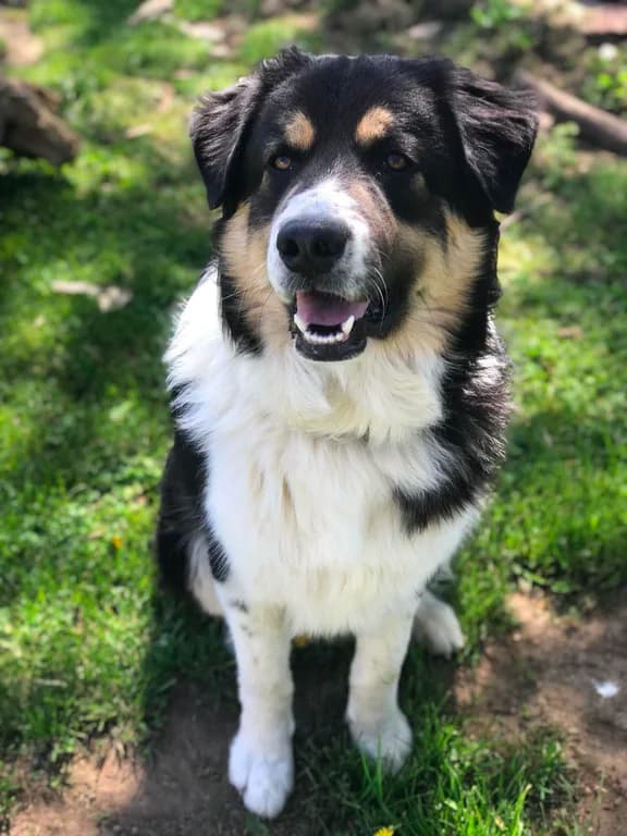 australian shepherd great pyrenees mix