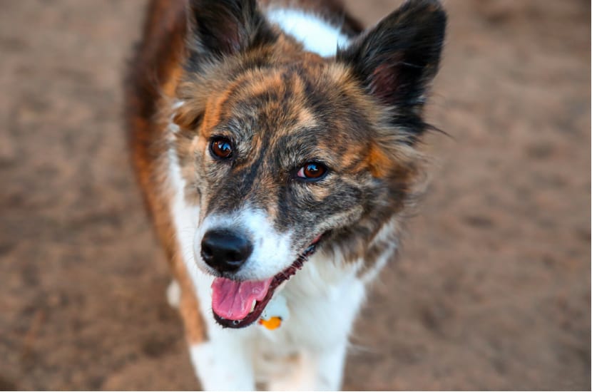australian shepherd husky mix