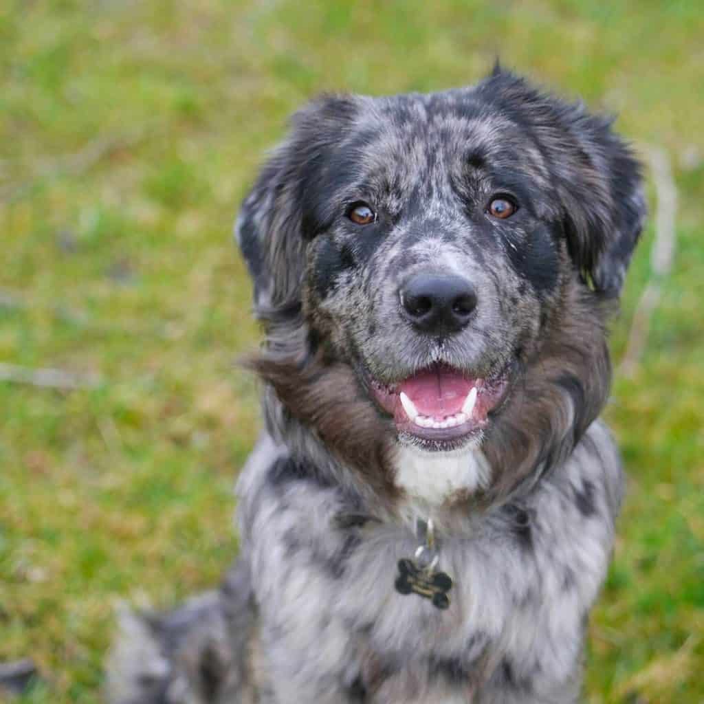 Top 35 Australian Shepherd Mixes Hard Working Canine Companions Petvr Com