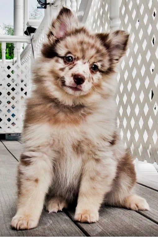 australian shepherd pomeranian mix