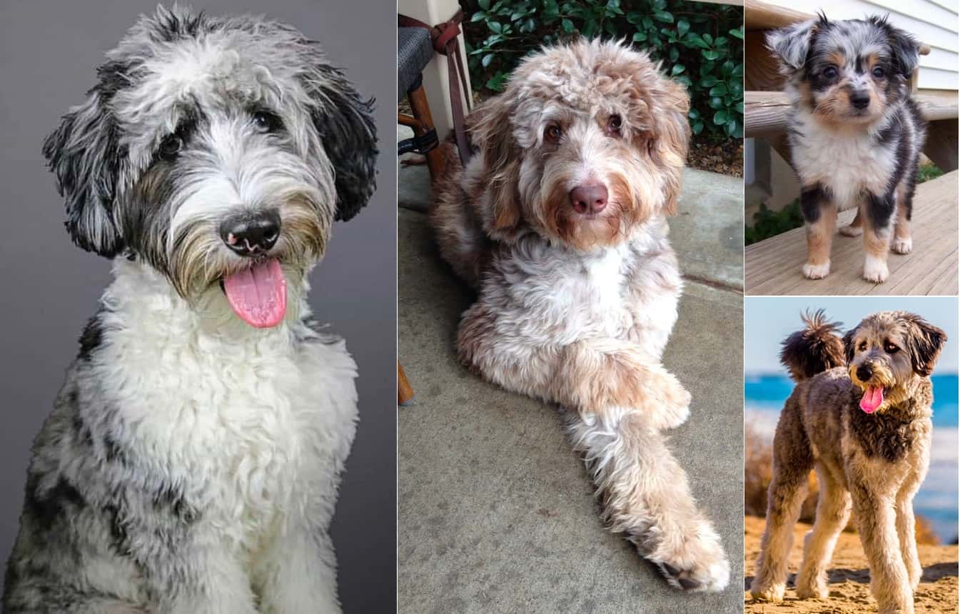 australian shepherd poodle mix