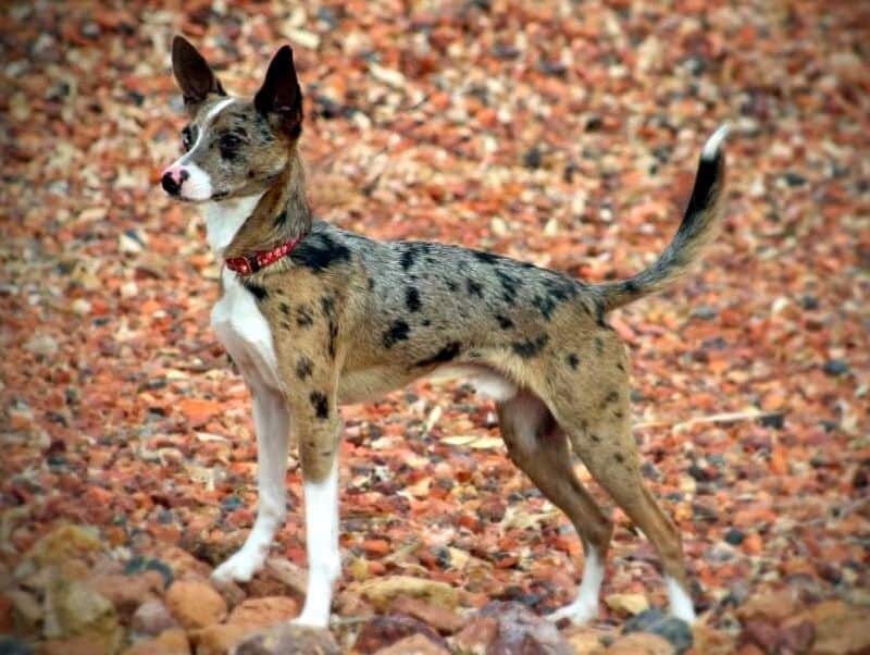 australian shepherd rat terrier mix