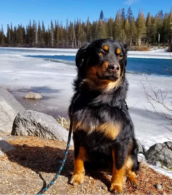 australian shepherd rottweiler mix