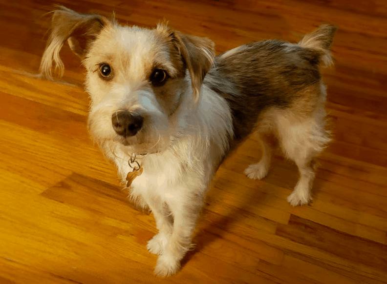 australian shepherd schnauzer mix