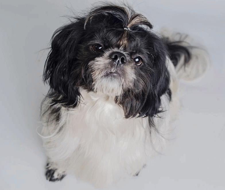 australian shepherd shih tzu mix