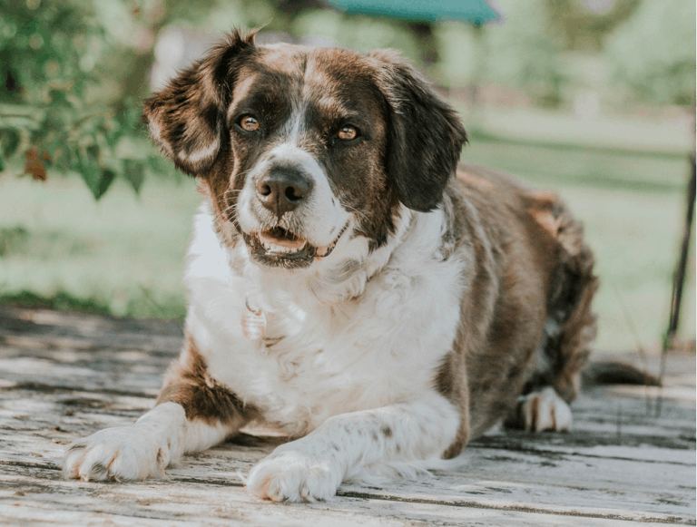 Top 30 Most Popular Boxer Mixes to Fill Your Heart and Life