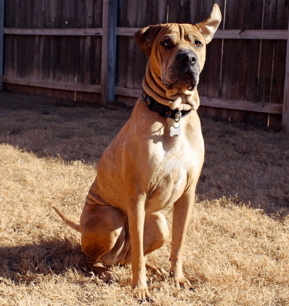 boxer catahoula mix