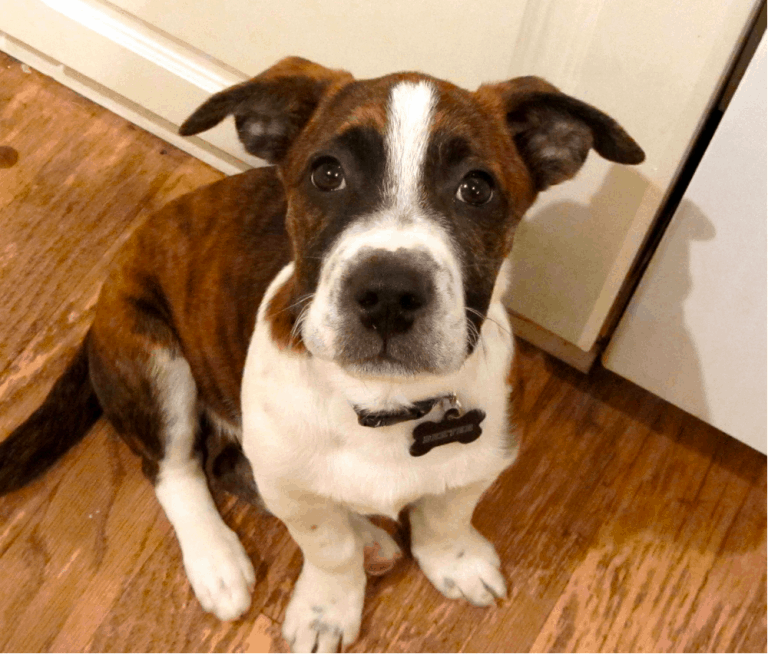 boxer lifespan average boxer lifespan average