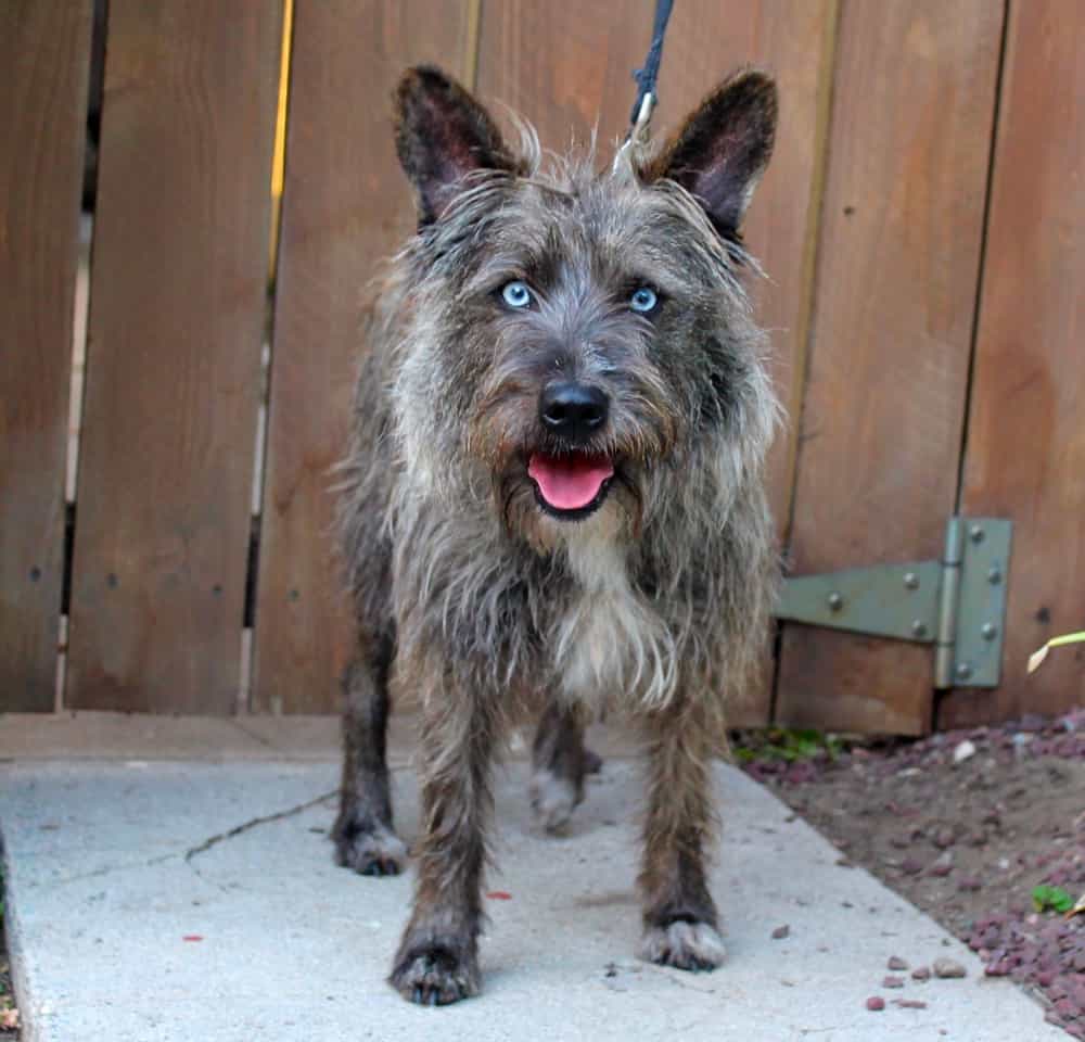cairn australian shepterrier