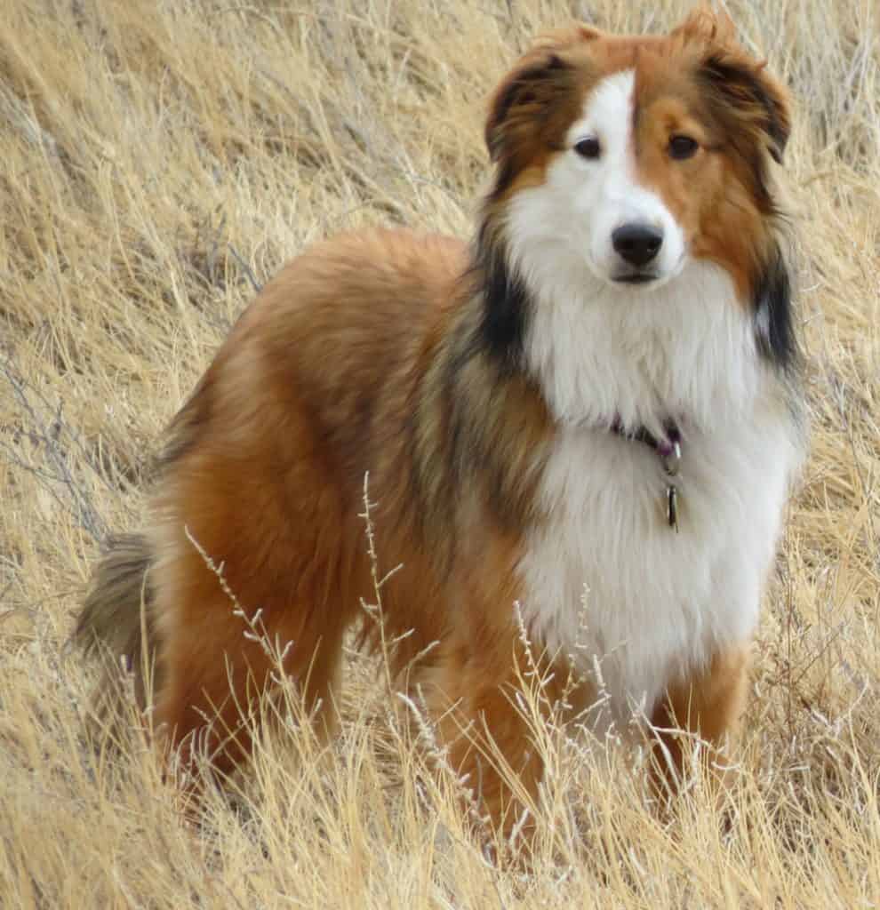 shel aussie