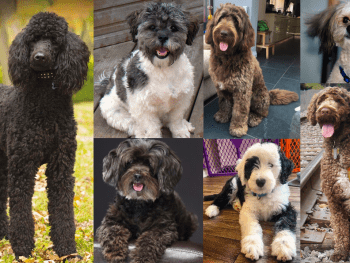 Best Poodle Mixes