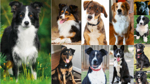 Best border collie mixes