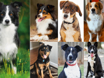 Best border collie mixes