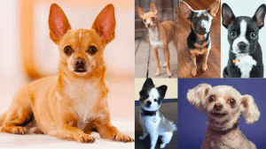 Best chihuahua mixes
