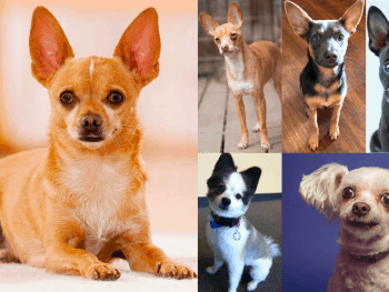 Best chihuahua mixes