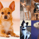 Best chihuahua mixes