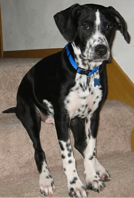 Border Collie Dalmatian mix