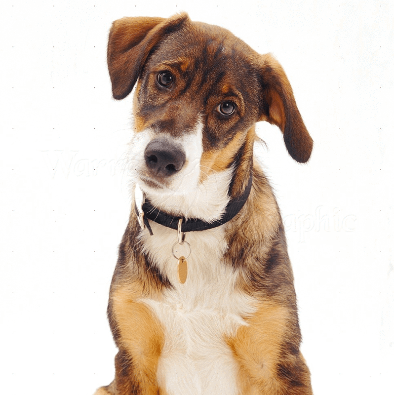 Border Collie Doberman Mix