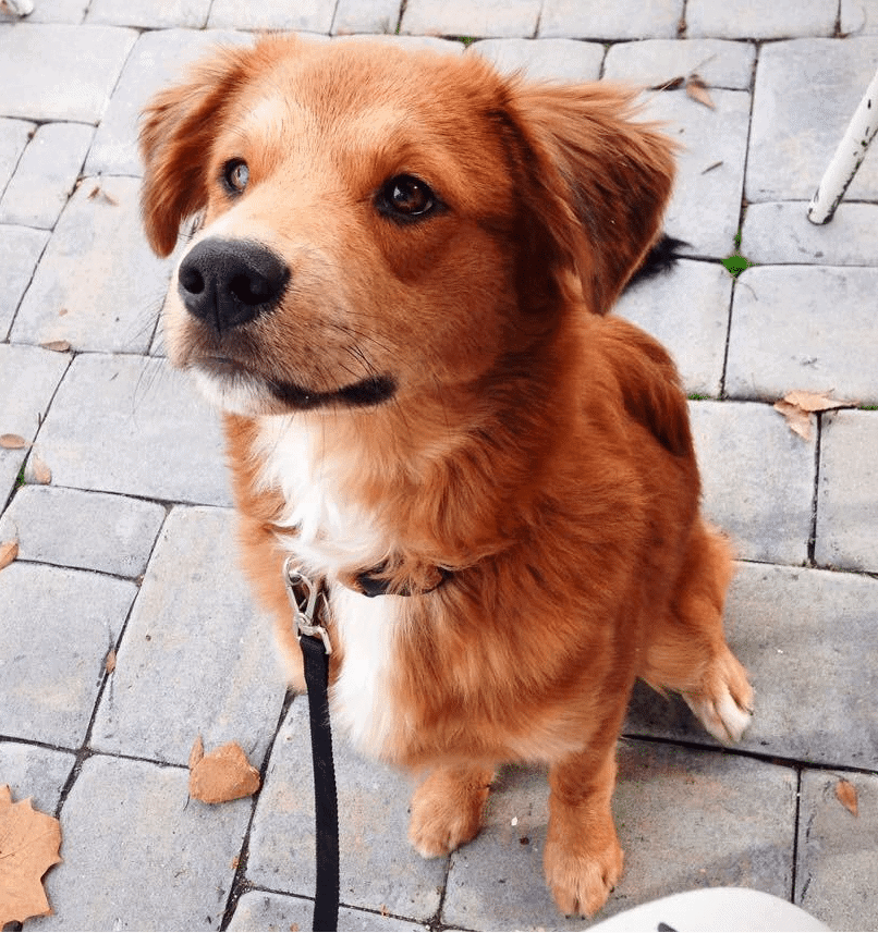 Border Collie Golden Retriever Mix