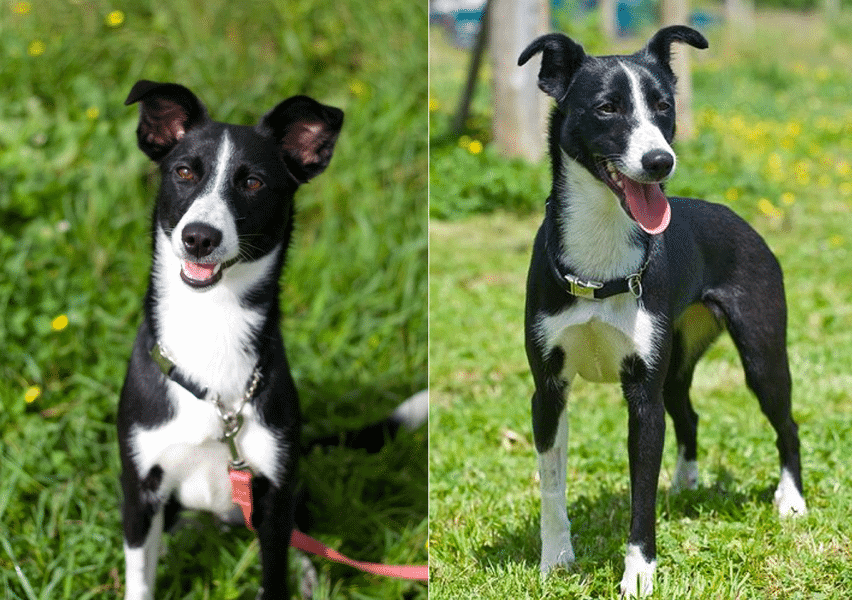 Border Collie Greyhound Mix