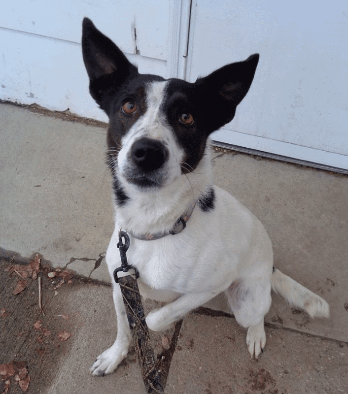 Border Collie Jack Russell Terrier Mix